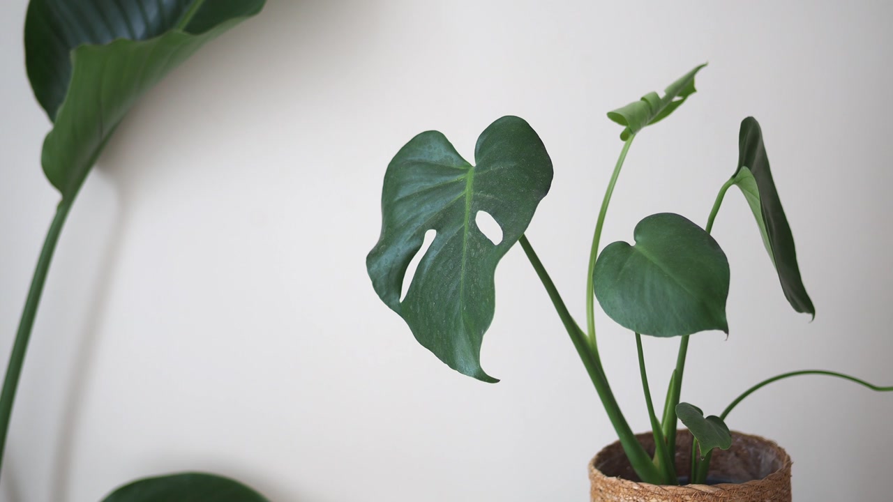 Indoor Monstera Plant with Large Green Leaves