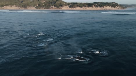 aerial shot of a large pod of humpback whales breaching the surface at mozambique