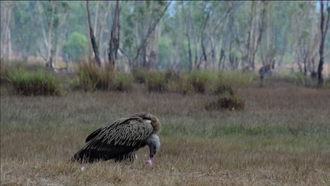 the himalayan griffon vulture is near threatened due to toxic food source and habitat loss