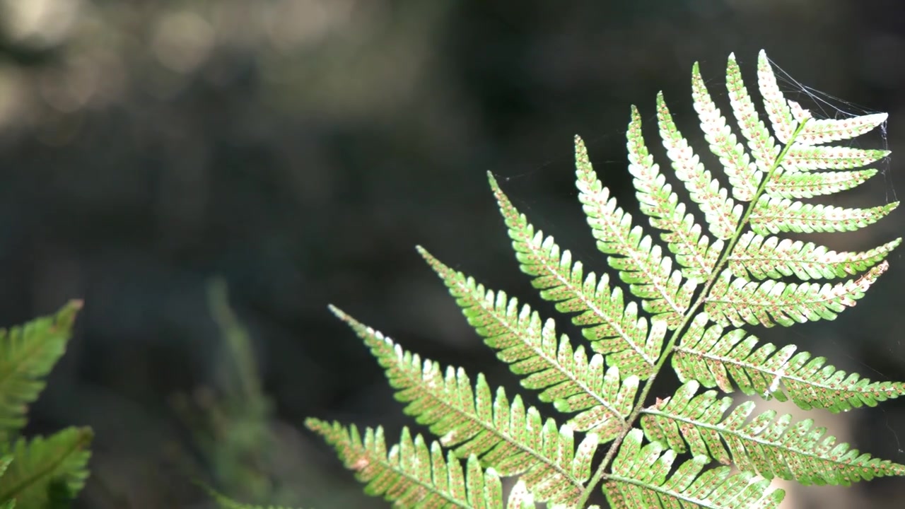 Primo piano di una foglia di felce verde alla luce del sole