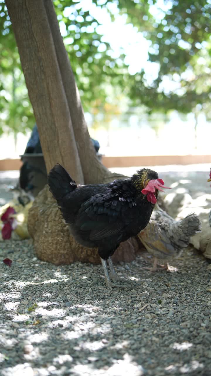 pollos negros en un jardín