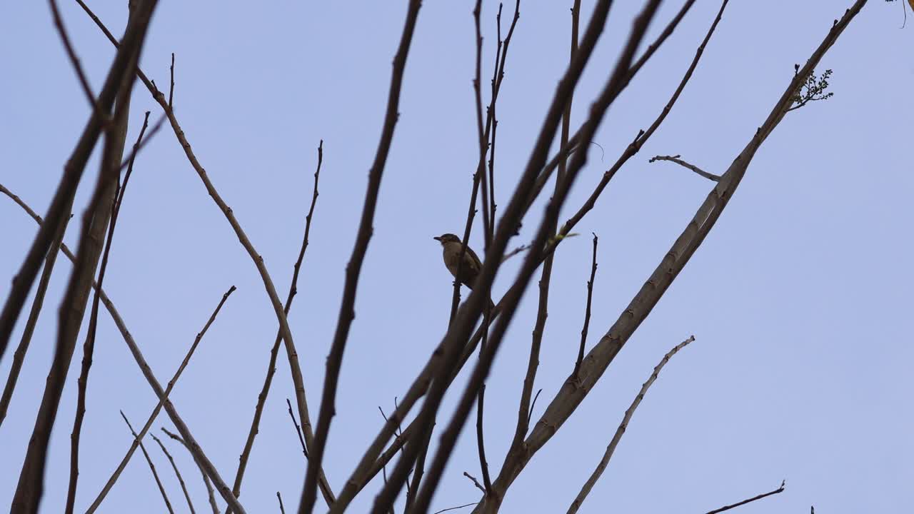 el pájaro se mueve entre las ramas de los árboles sin hojas