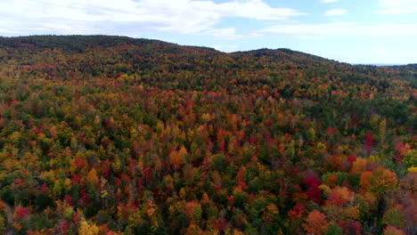 Slow-moving-aerial-drone-shot-over-a-forest-of-colorful-aspen-trees