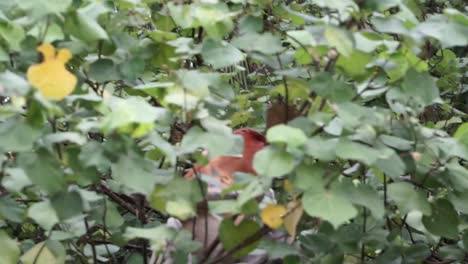 wild adult male proboscis monkey eating on top of a tree hidden among leaves in borneo