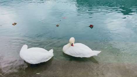 Interlaken-Switzerland-Immersive-Travel-Tourism-Mountainside-Valley-Resort-City,-Europe,-Walking,-Rainy-Day,-4K-|-Looking-Around,-Shaky,-Water,-River,-Lake,-Tree,-Duck,-Current,-Leaves,-Peaceful