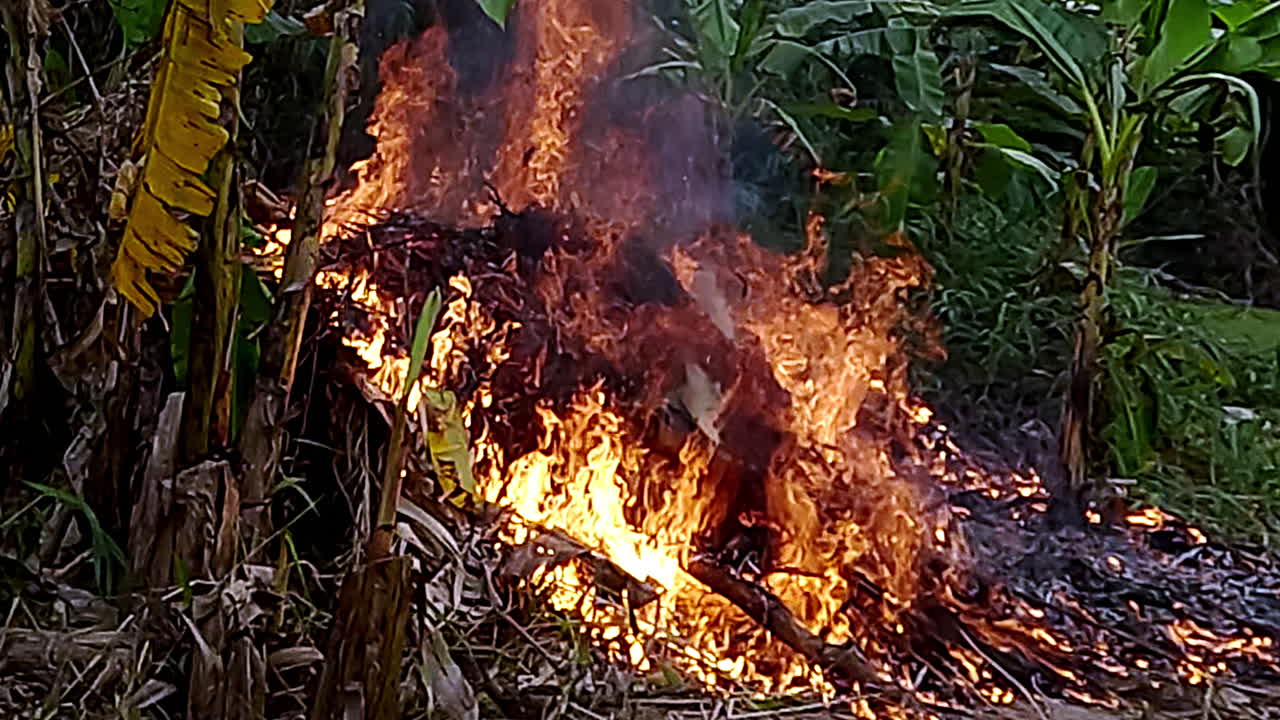 Slow motion scene, roaring intense forest fire, wildfire nature danger
