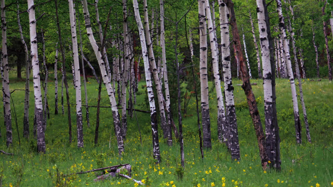 Cinematic Aspen Tree trees field Colorado Evergreen with yellow purple flowers lush green tall grass matured grove Vail Copper Mountain Breckenridge Telluride Rocky Mountain National Park pan left