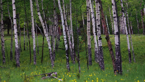 árboles cinemáticos de árboles de árboles de árboles de campo de colorado de hoja perenne con flores de color púrpura amarillo verde exuberante hierba alta madura bosque vail cobre montaña breckenridge telluride montaña rocosa parque nacional pan izquierda