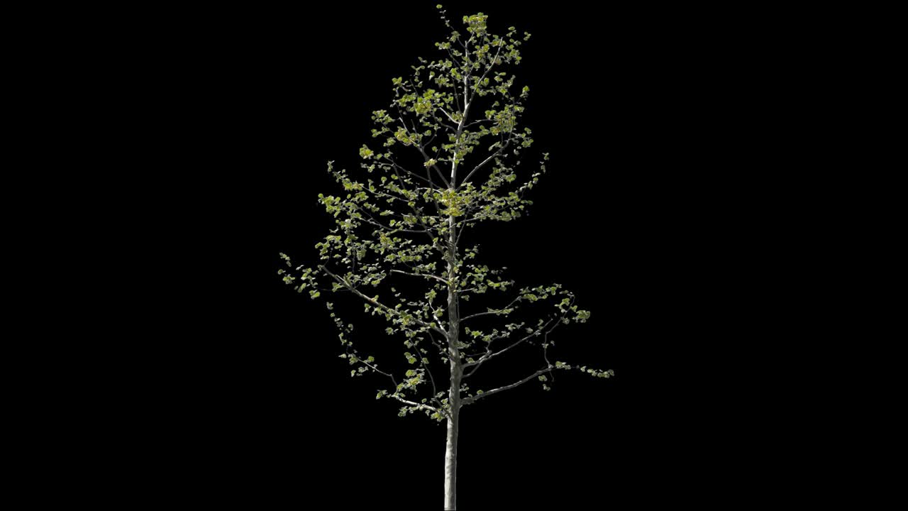 Platanus Isolated Tree