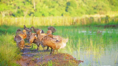 a flock of ducks is drying their feathers by flapping their wings