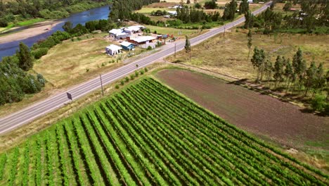 vineyards near the road and river on a sunny summer day in nueva imperial, chile