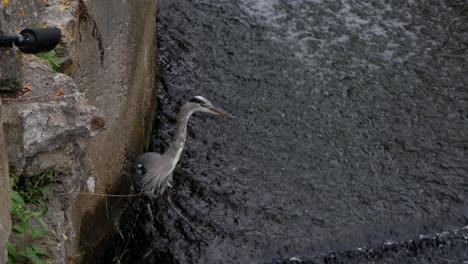 Ein-Großer-Blauer-Reiher-Geht-Langsam-In-Flachem-Fließendem-Wasser-Und-Untersucht-Seine-Umgebung