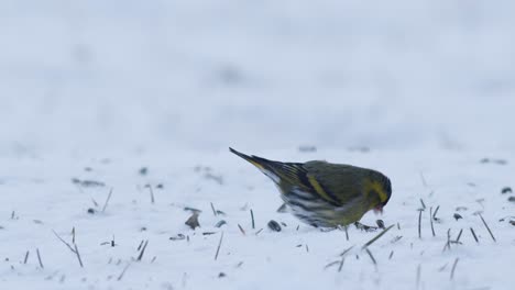 Eurasian-siskin-in-winter-bird-feeder-eating-sunflower-seeds