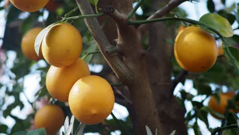 close-up of lemons on a tree