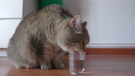 Entzückende-Britische-Kurzhaarkatze-Trinkt-Wasser-Aus-Einem-Kleinen-Glas