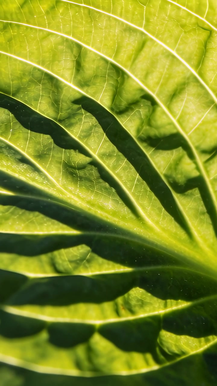 Vertical video: Shifting cam revealing large green backlit leaf in garden sun moving shade on veins