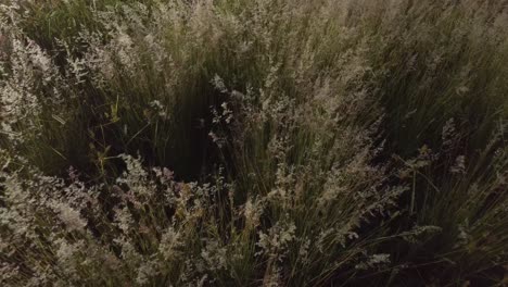 tilt down moving shot of wild grass flowers moved by the breeze on a sunny summer afternoon in puebla mexico latin-america