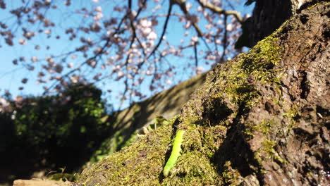 a green caterpillar crawling at the base of a cherry tree, with the blossom in the background