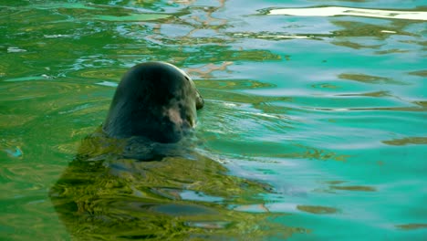 a common seal with its head above the water