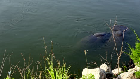 4K-Tagesaufnahme-Einer-Seekuh-Im-Wasser