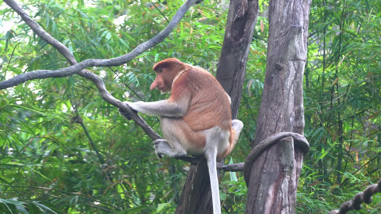 mono de probóscide de nariz larga, nasalis larvatus, trepando por la vid del árbol, cuclillas asiáticas, orinando y tirando un basurero contra un entorno frondoso con hojas balanceándose en el fondo en un día ventoso