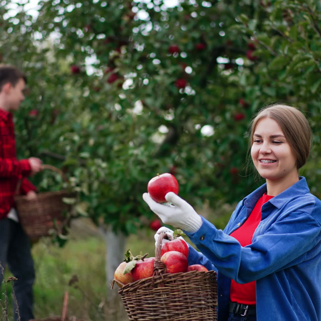 Lady is happy about the harvest of red apples picked in the garden. She takes big apples from a basket and enjoys their view. Boy at backdrop picks up fruit