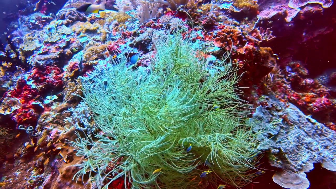 Coral mole balança suavemente em um recife de coral tropical nas Filipinas, cercado por vida marinha colorida e formações de recife em condições subaquáticas claras