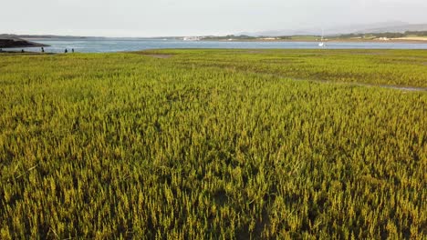 Espárragos-De-Mar-Silvestre-O-Hinojo-Marino-Que-Crecen-En-La-Costa-Pantanosa-Del-Norte-De-Gales-Durante-La-Marea-Baja-En-Verano,-Reino-Unido