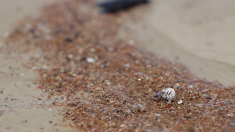 small hermit crab in shell slowly moving along pebble sand beach, 4k close up