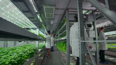 the-camera-moves-along-the-corridor-the-vertical-firm-follows-the-scientist-from-the-back-a-group-of-scientists-agronomists-investigate-touch-hands-and-discuss-the-results-of-the-grown-plants