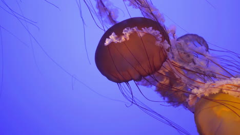orange jellyfish swimming on blue background