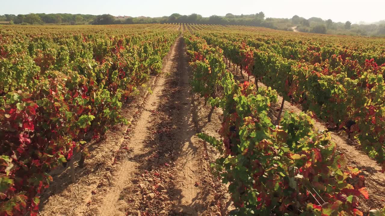 Paesaggio della vigna d'autunno