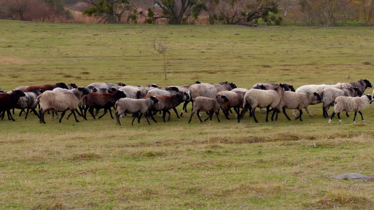 Countryside field with a flock of sheep walking by. Small cattle farming going to the pasture.