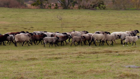 countryside field with a flock of sheep walking by. small cattle farming going to the pasture.