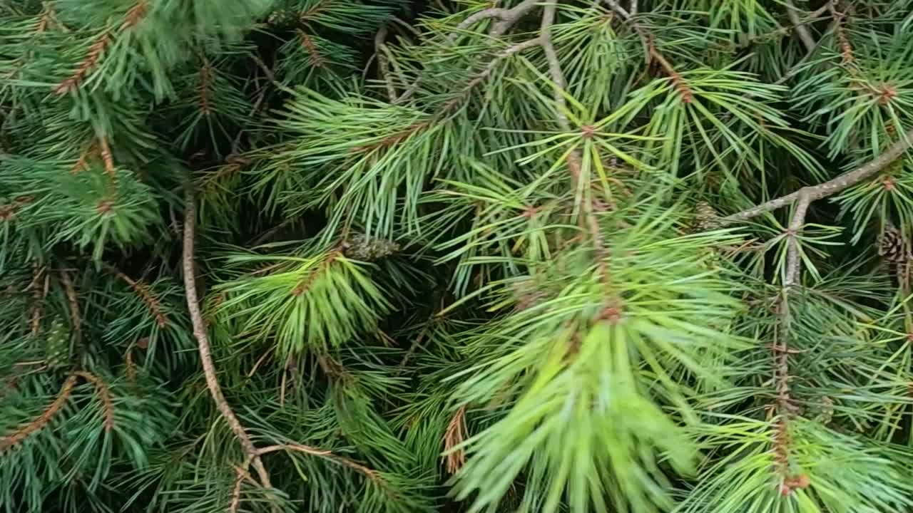 шотландские сосновые ветви качаются на ветру