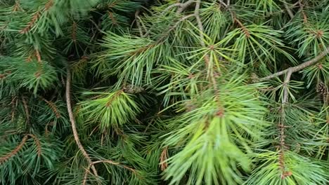 ramas de pino escocés balanceándose en el viento