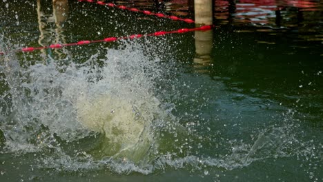 Mujer-Saltando-Al-Lago-Con-Gran-Chapoteo