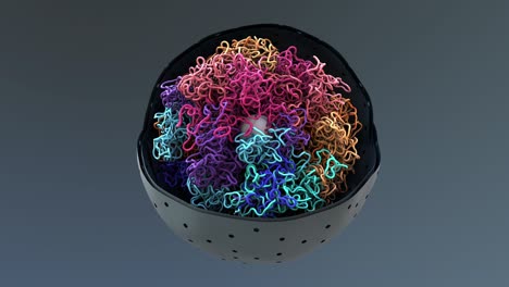 los cromosomas, el adn, las células empacan el adn en el núcleo