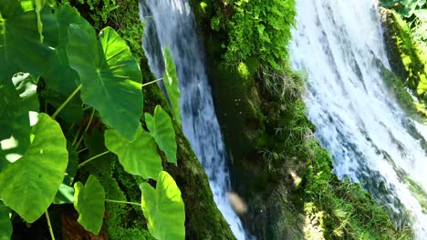 escena de la naturaleza con cascada con orejas de elefante