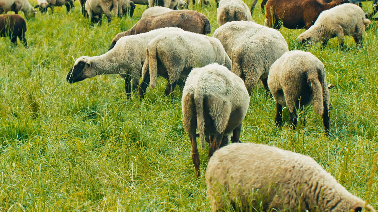 A herd of sheep graze on fresh green grass on a cloudy day. Perfect for commercials, documentaries, or nature-related projects