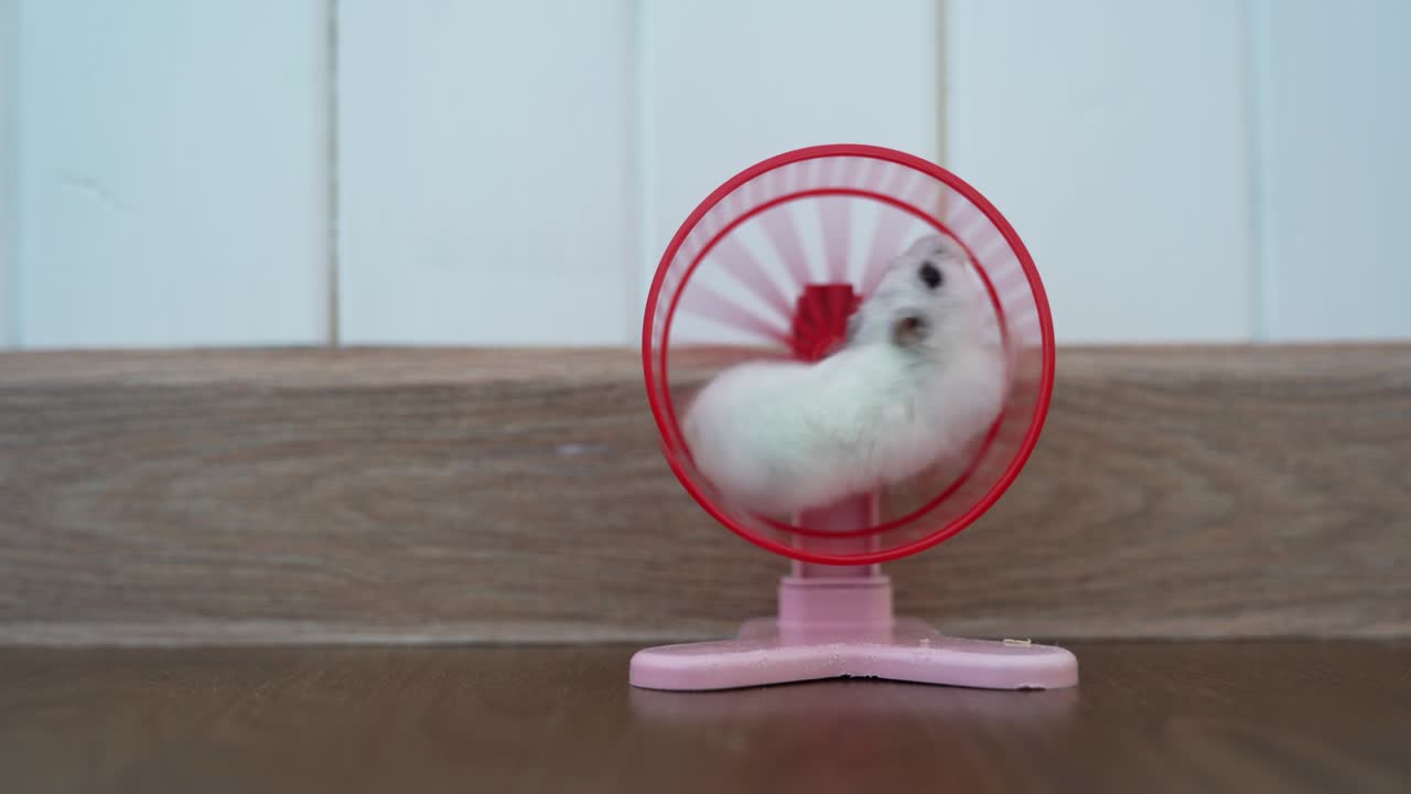 A hamster trains on a rotating wheel, running in different directions. A Dzungarian hamster on a plastic training wheel