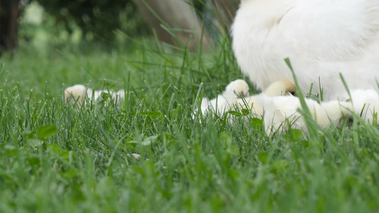 농지의 야외 잔디밭에서 노는 활동적인 어린 닭 - 지상