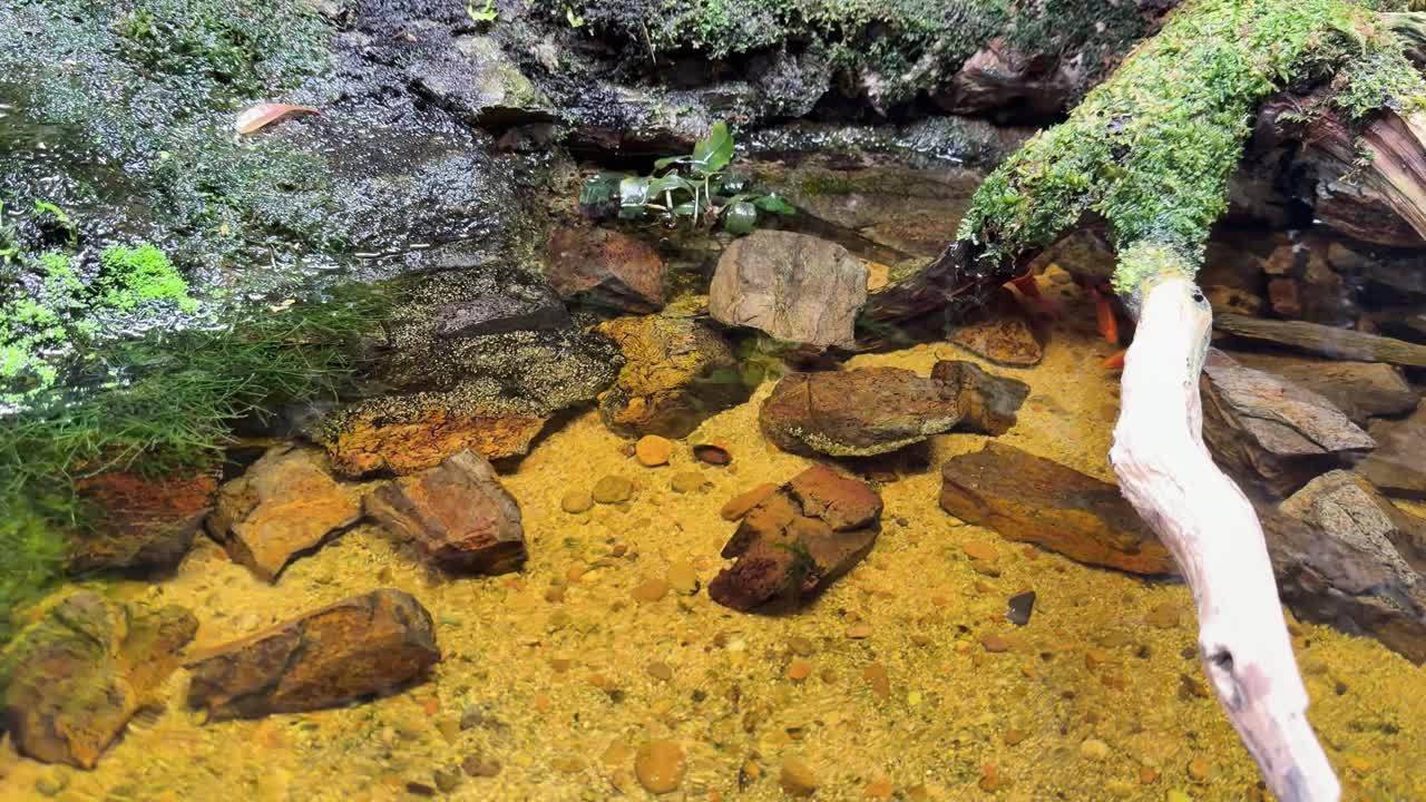 Primo piano statico di pesci koi che scivolano in uno stagno limpido di una foresta pluviale tropicale con rocce muschiose
