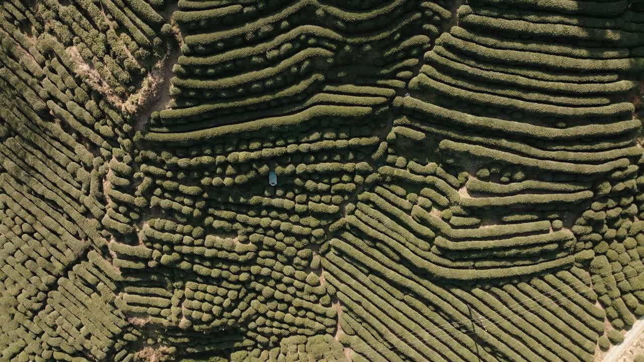 Drone aerial rising shot over terraced Longjing tea plantations in Hangzhou, Zhejiang, China