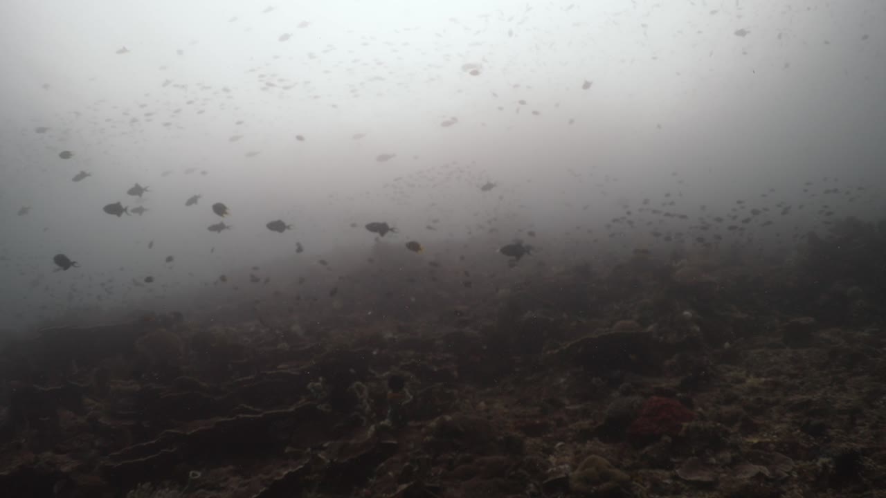 Mnoho malých ryb plave nad barevnými korály ve videu 4K