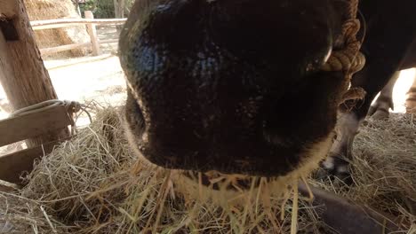 Closeup-of-a-Bull-Asian-Water-buffalo-grazing-in-a-zoo-farm-in-Thailand