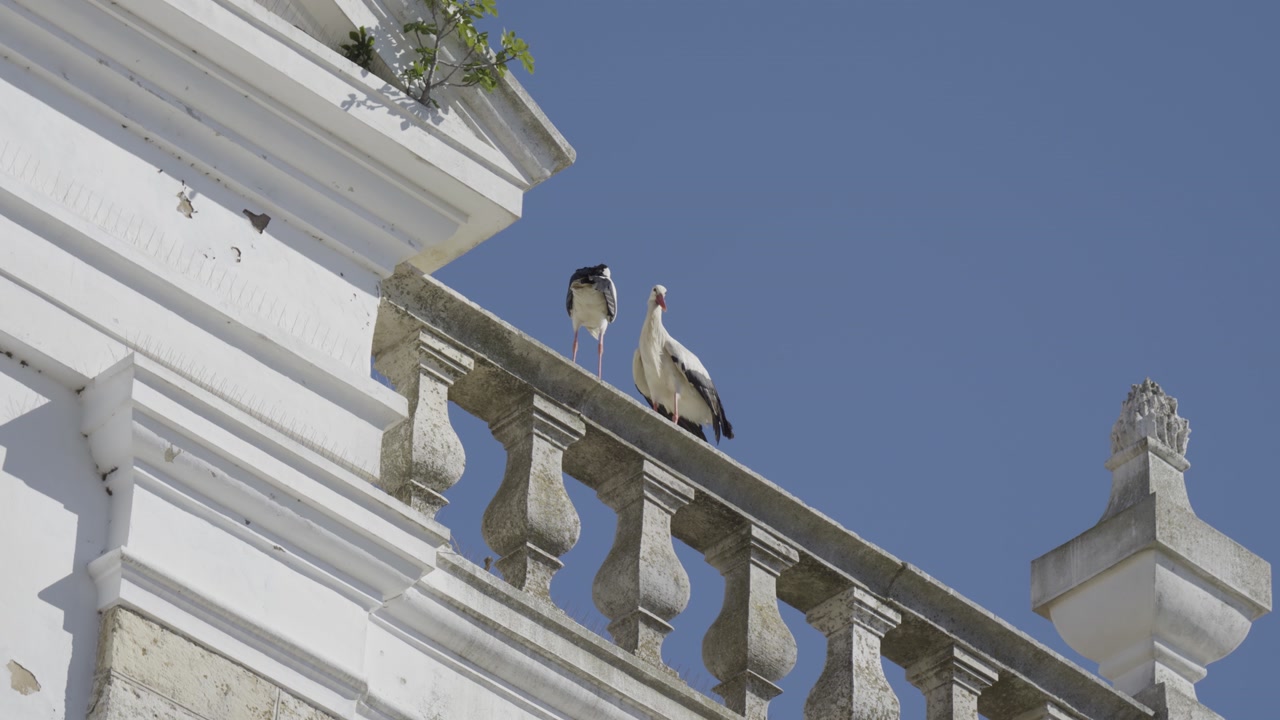 View of the Igreja da Misericórdia with two storks perched on top of the church.