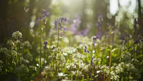 Beautiful Bluebells in a Sunny Forest