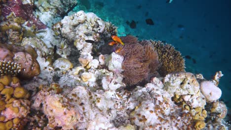 Topical-saltwater-fish-,clownfish---Coral-reef-in-the-Maldives,-Anemonefish