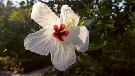 white hibiscus flowers on the tree in nature have soft bright sunlight